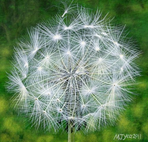 botanical dandelion seedhead nature painting for sale