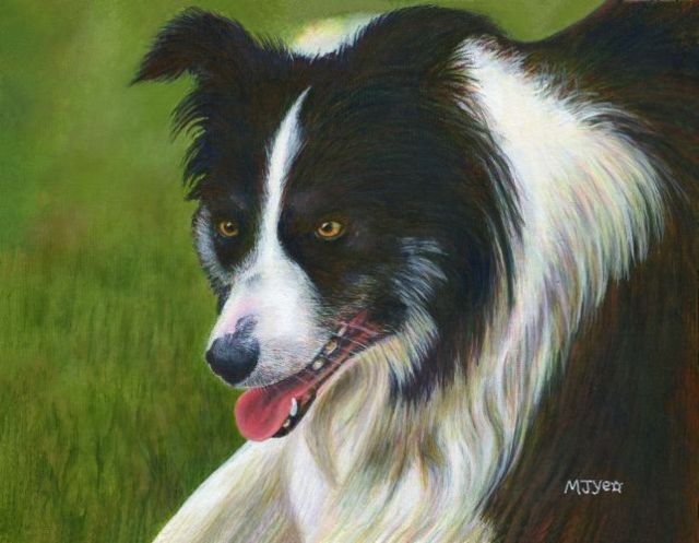 pet portrait border collie painting for sale