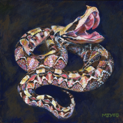 gaboon viper animal art snake painting